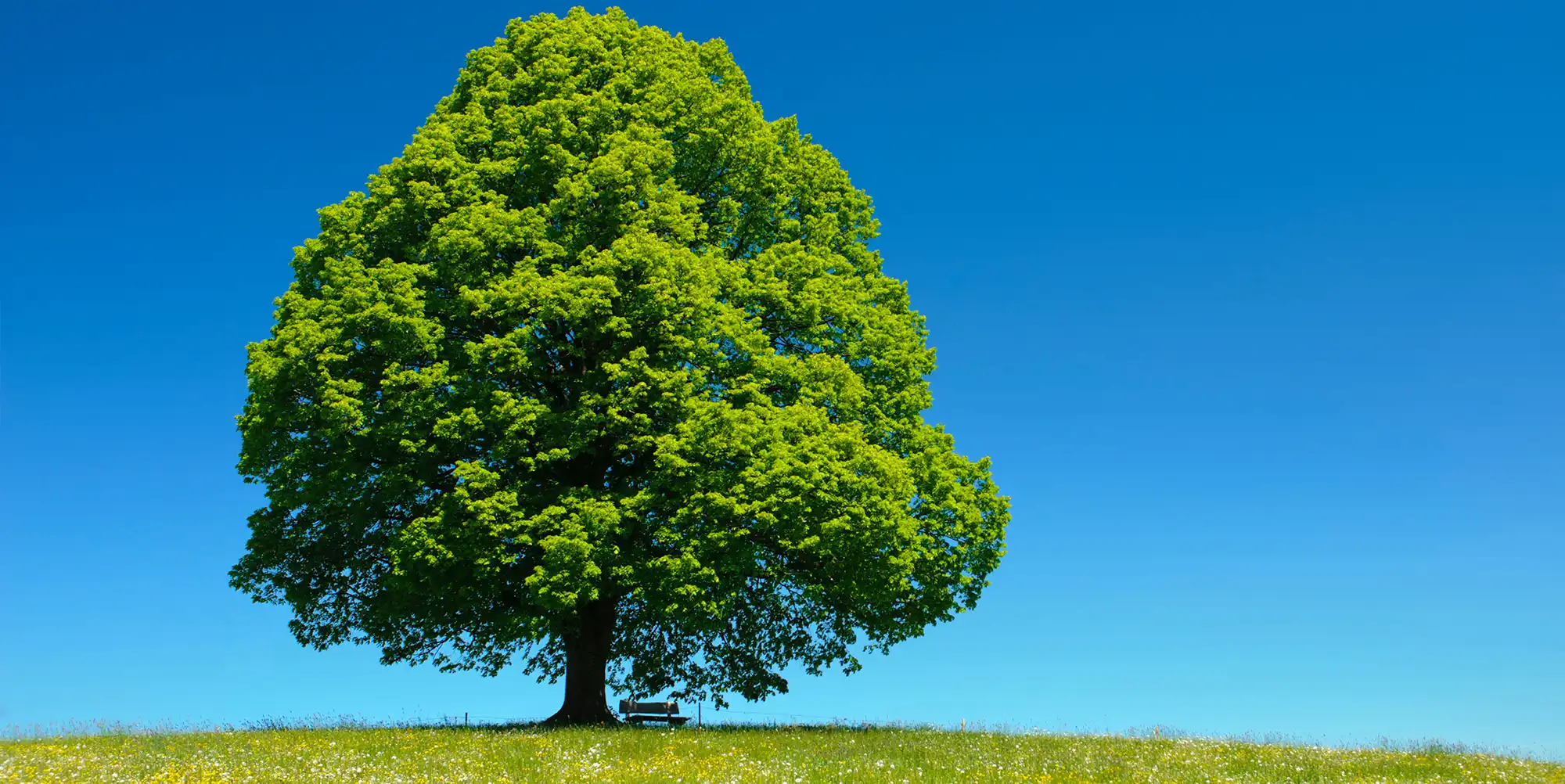 Infrared heater Wellness